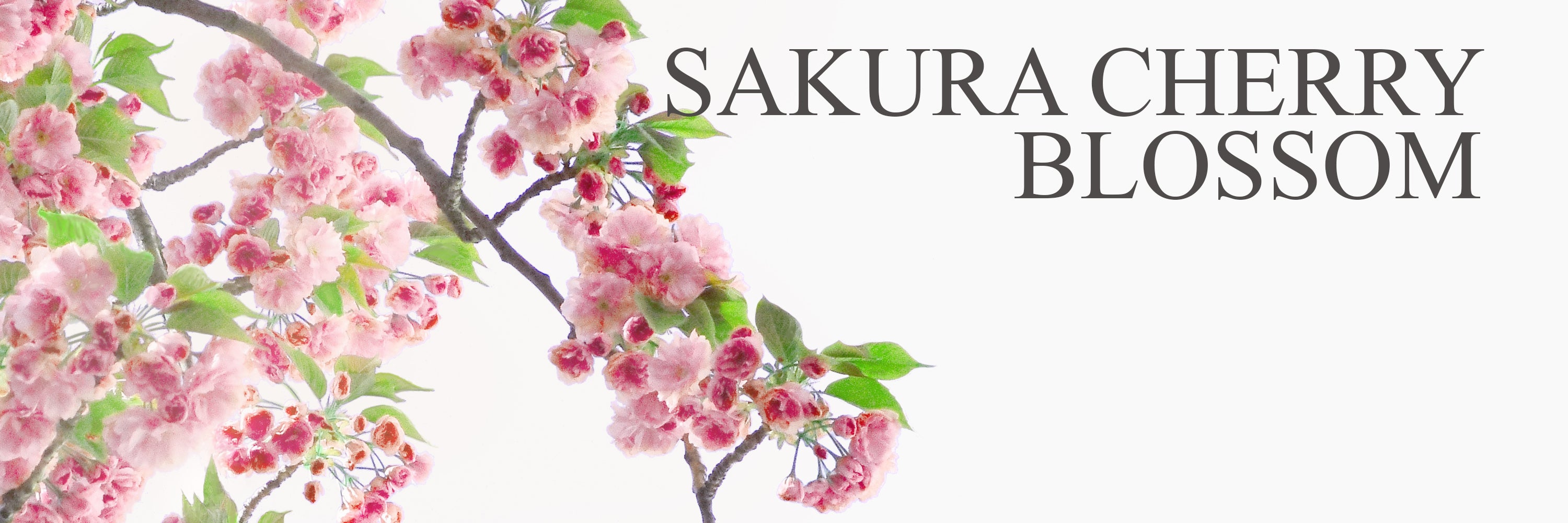 Sakura Cherry Blossom