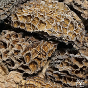 Dried Wild Morels - Rare Tea Cellar