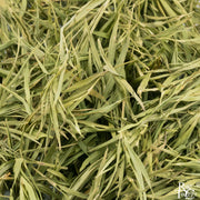 High Mountain Bamboo Leaves - Rare Tea Cellar