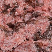 Salted Sakura - Rare Tea Cellar
